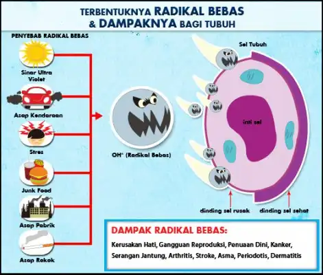 radikal bebas